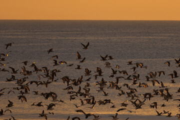 Sunset Coastline with Flying Seagulls