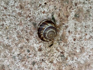 Turkish snail (Helix lucorum). Edible garden snail isolated on a white wall. Close-up. Helix...