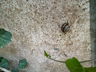 Turkish snail (Helix lucorum). Edible garden snail isolated on a white wall. Close-up. Helix lucorum is a species of large, edible, air-breathing land snail. Snail house. Slug creeping.
