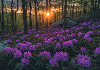 Stunning Sunrise Over a Vibrant Field of Purple Flowers in a Serene Forest Landscape with Blazing Sun Rays Illuminating the Morning Sky