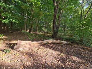 der wunderschöne Plänterwald in Berlin Treptow, an einem Tag mit herrlichem Sonnenschein