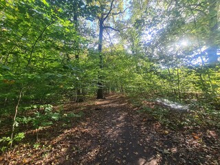der wunderschöne Plänterwald in Berlin Treptow, an einem Tag mit herrlichem Sonnenschein