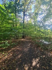 der wunderschöne Plänterwald in Berlin Treptow, an einem Tag mit herrlichem Sonnenschein
