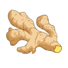 Ginger root, colorful vector illustration