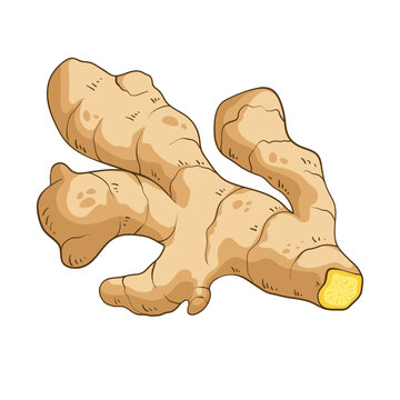 Ginger root, colorful vector illustration