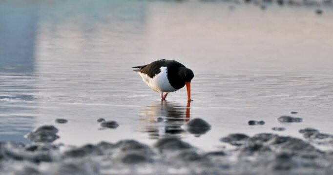 Eurasian oystercatcher (Haematopus ostralegus) foraging on the shore