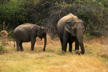 Sri Lankan Elephants in the Wild, Sri Lanka 