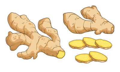 Fresh ginger root and sliced pieces, colorful hand drawn vector illustration