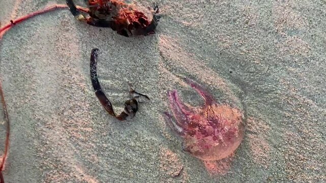 Poisonous jellyfish Pelagia noctiluca washed up by a storm on the sandy shore of a beach. Arenal Beach, Mallorca Island. Spain.
