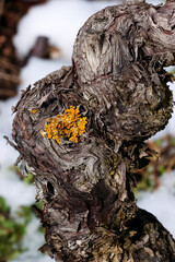 cep de vigne en hiver