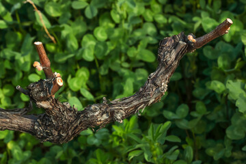 cep de vigne taillé