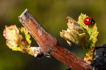 coccinelle sur cep taillé © Patrick