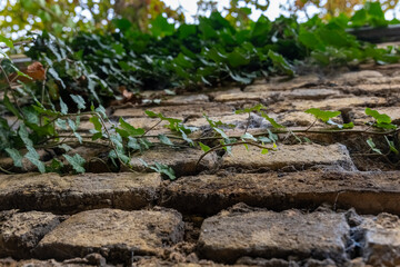 Obraz premium Climbing Ivy on a Weathered Stone Wall in Autumn Light Enhances the Rustic Charm of a Quiet Outdoor Setting