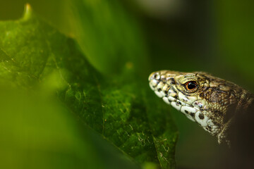 lézard des murailles et feuille de vigne