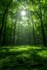 Obraz premium Sunbeams illuminating lush green forest floor.
