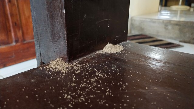 Termite Damage Indicators: Droppings on Chair Seat