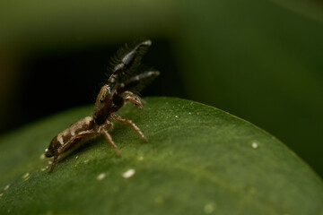 Spider in Its Natural Habitat Close Up