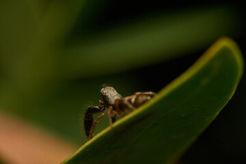 Spider in Its Natural Habitat Close Up