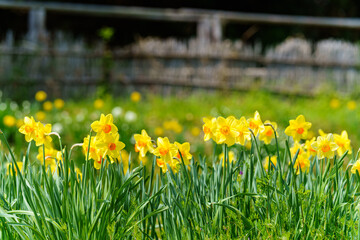 Fototapeta premium スイセンの花