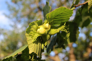 Hazelnut on a tree branch