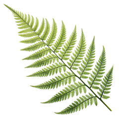 Realistic Fern Frond Isolated on White Background