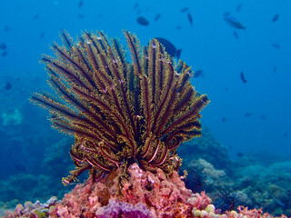 Sea lily on a coral reef. View of a sea lily underwater against the blue sea among a coral reef.