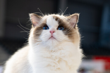 portrait of a cat, ragdoll