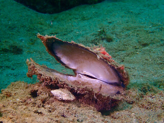 Empty sea shell on the bottom. An empty bivalve shell lies open on the sandy bottom of the sea. © Houston