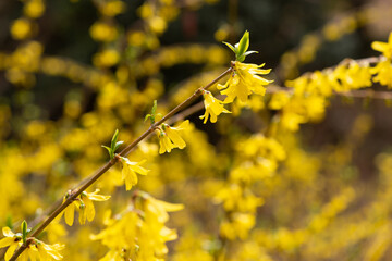 シナレンギョウ