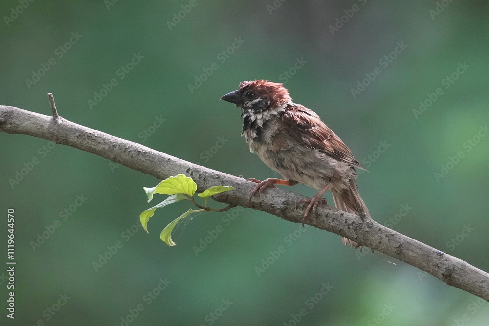 Poster eurasian tree sparrow in a field