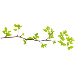 thin tree branch with fresh green leaves