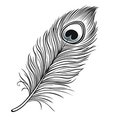Peacock feather, vector line art illustration on a white background
