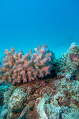 Colorful, picturesque coral reef at the bottom of tropical sea, Cauliflower Coral, underwater landscape