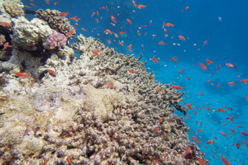 Colorful coral reef at the bottom of tropical sea, finger coral and fish anthias, underwater...