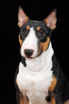 young tricolor bull terrier dog portrait on bacl background