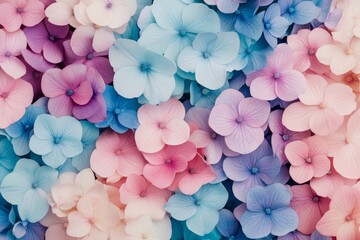Obraz premium Colorful hydrangea flowers arranged in a vibrant display of pink and blue shades