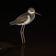 Obraz premium bird in the night stilt fine art