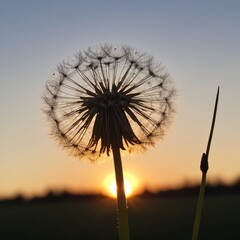 Dandelion silhouette at sunset