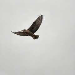 Obraz premium A minimalist depiction of a single bird in flight against a white background.