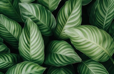 Fototapeta premium 豊かな緑の葉が広がる植物の密集した様子を捉えた