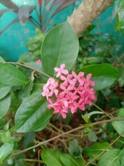 flowers in the garden