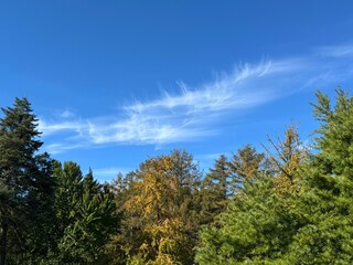 Mixed forest coniferous and deciduous trees.