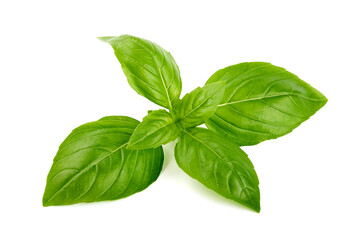 Fresh green Basil leaves, isolated on white background.