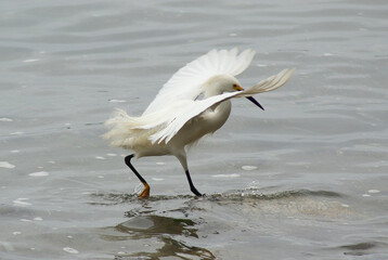a heron fishing on the coast of Chile