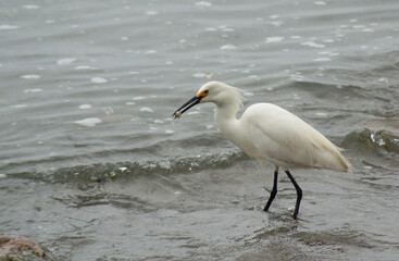 a heron fishing on the coast of Chile