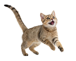 Jumping short hair cat PNG