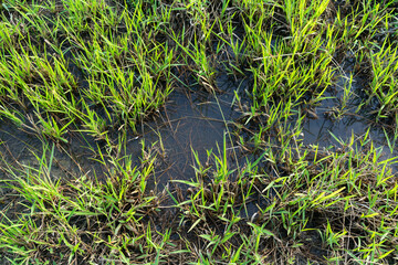 A swamp formed by flooding in a lawn