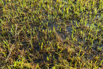 A swamp formed by flooding in a lawn
