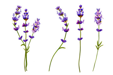 lavender flower, three branches blooming purple color. Hand drawn with watercolor. for aroma perfume © Katya Sea