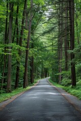 Obraz premium A road lined with trees on both sides, with green leaves and tall dense trees on the left side